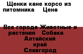 Щенки кане корсо из  питомника! › Цена ­ 65 000 - Все города Животные и растения » Собаки   . Алтайский край,Славгород г.